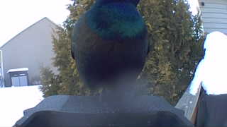 common grackle
