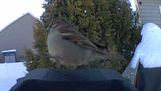 house sparrow