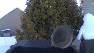 black-capped chickadee