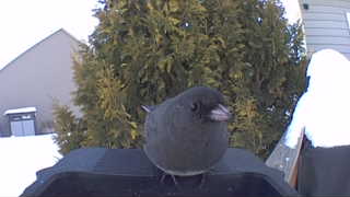 dark-eyed junco