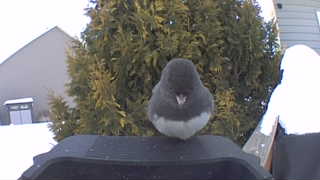 dark-eyed junco