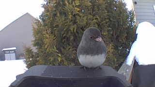 dark-eyed junco