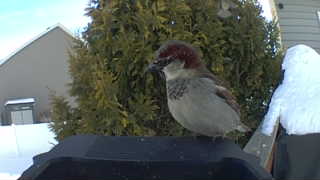 house sparrow
