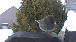 dark-eyed junco