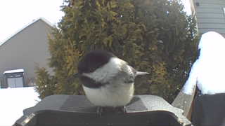 black-capped chickadee