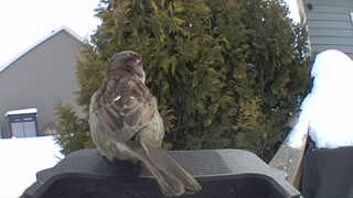 american tree sparrow