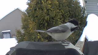 black-capped chickadee