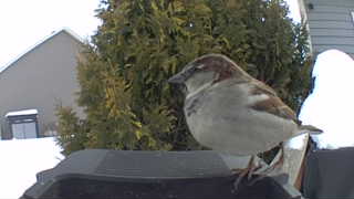house sparrow