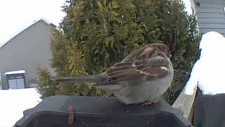 american tree sparrow
