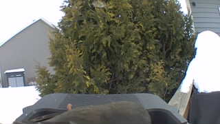 brown-headed cowbird