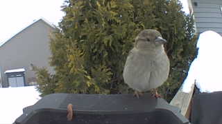 house sparrow