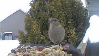 house sparrow