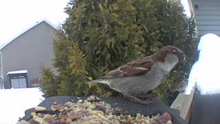 house sparrow