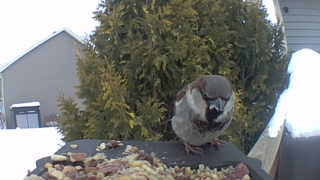 house sparrow