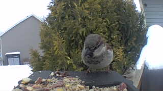 house sparrow