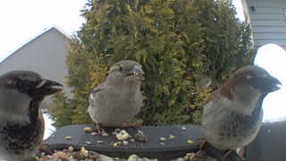 house sparrow