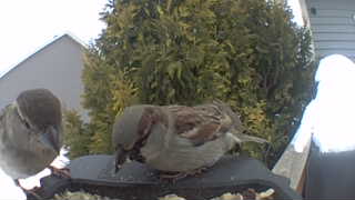 house sparrow