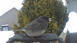 dark-eyed junco