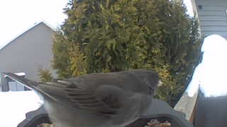 dark-eyed junco