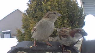 house sparrow