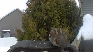 house sparrow