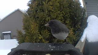 dark-eyed junco