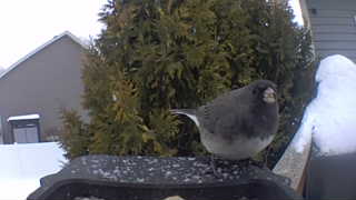 dark-eyed junco