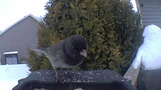 dark-eyed junco