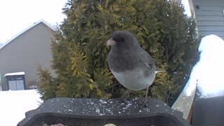 dark-eyed junco