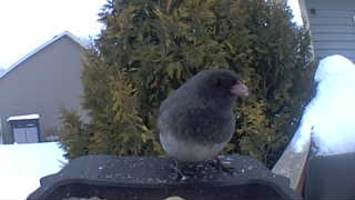 dark-eyed junco