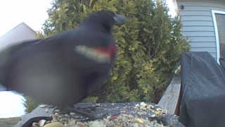 red-winged blackbird