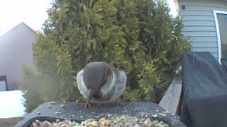 white-breasted nuthatch