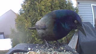 common grackle