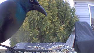 common grackle