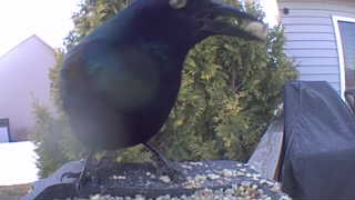 common grackle