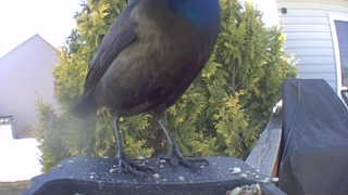 common grackle