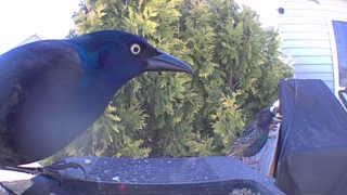 common grackle