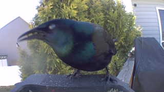 common grackle
