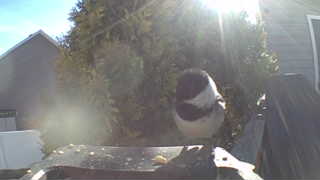 black-capped chickadee