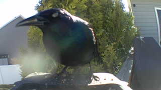 common grackle