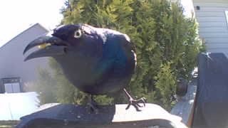 common grackle
