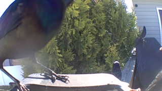 california scrub-jay