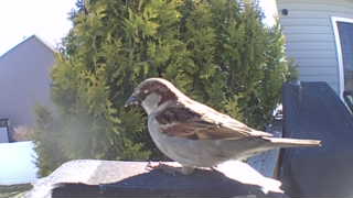 house sparrow