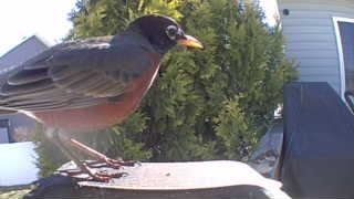 american robin