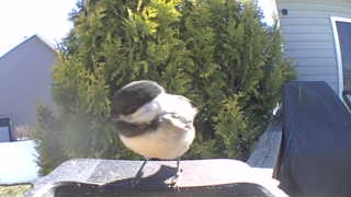 black-capped chickadee