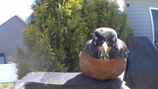 american robin