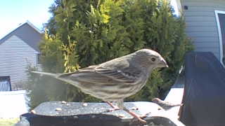 house finch