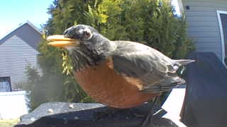 american robin