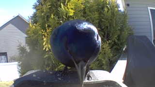 common grackle