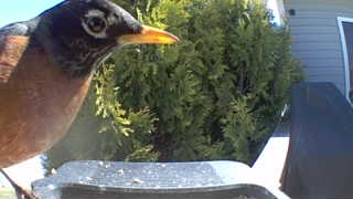american robin